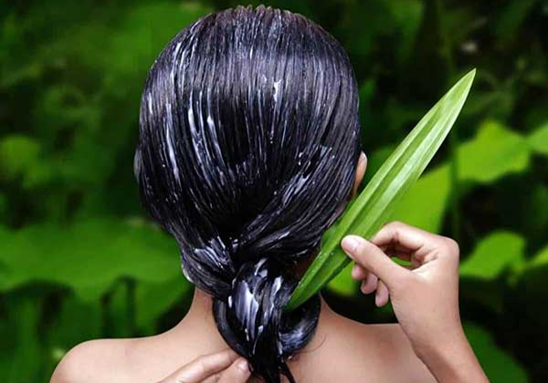 Receitas caseiras de shampoo de babosa (Aloe Vera)